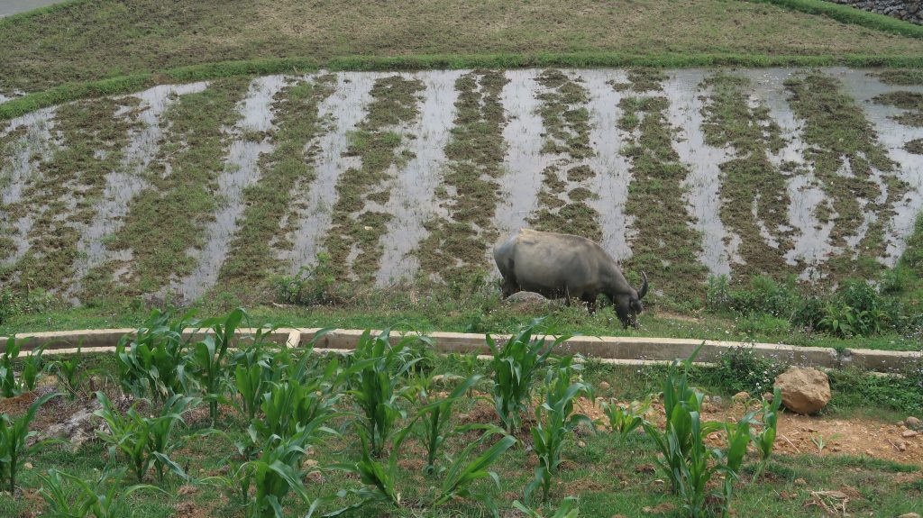 Een waterbuffel graast
