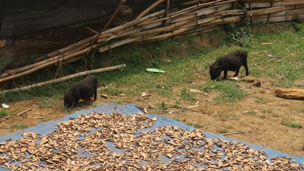 Biggetjes snuffelen aan de kruiden die gedroogd worden